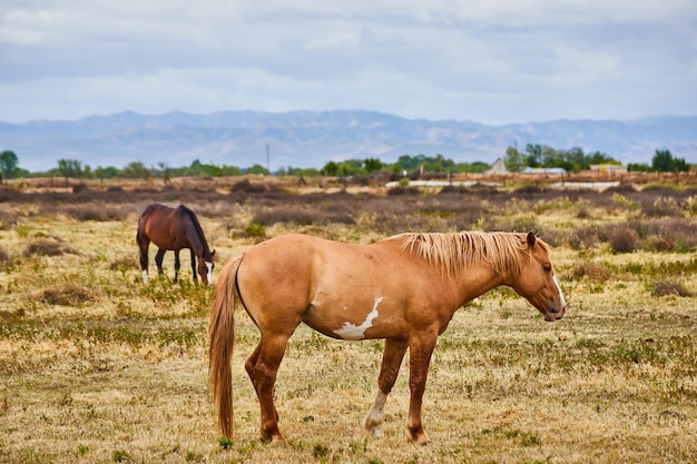 Two horses resting in field with mountains in background