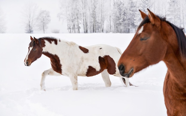 雪に覆われた国で 2 頭の馬、背景の木。白い茶色の斑点に焦点を当てます。