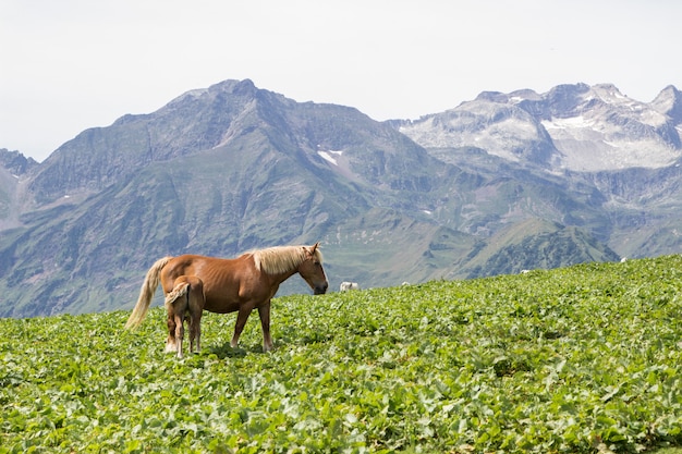 スペインのピレネー山脈のバジェデアランで2頭の馬