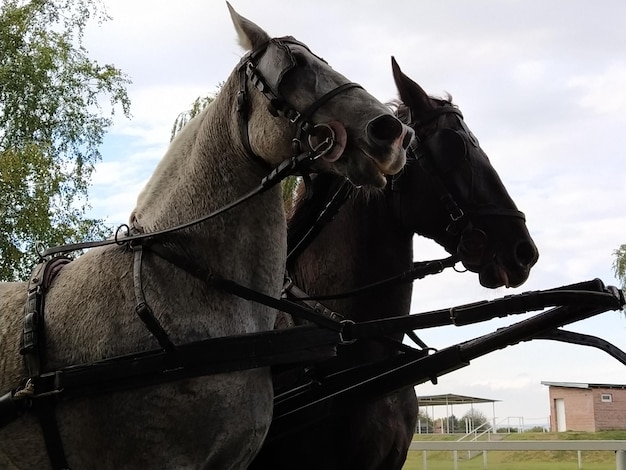 Two horses with bridles Sled with horses White and black horse Sports racing or riding people in a carriage