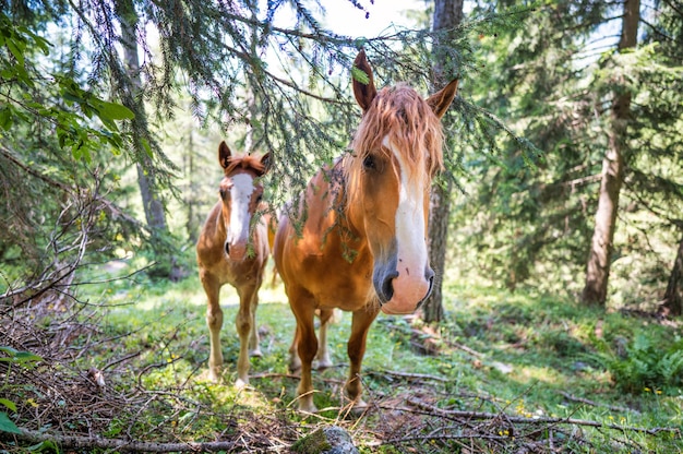 Two horses in the woods