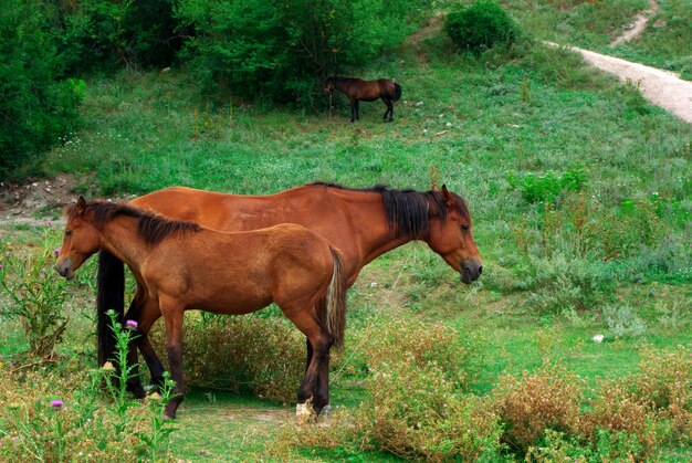 Two horses