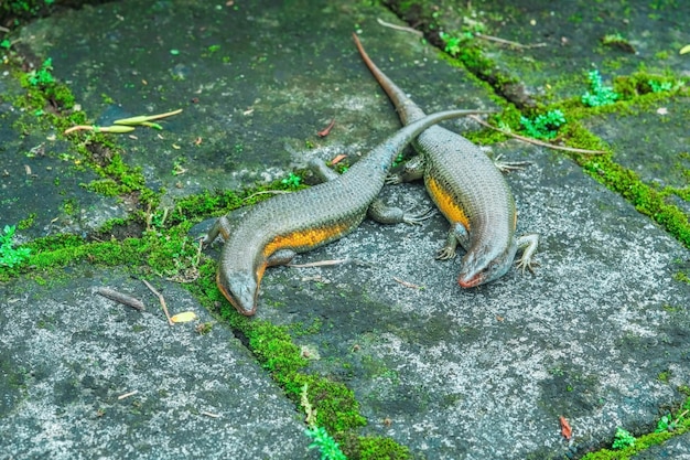 정원에 있는 집 도마뱀 두 마리