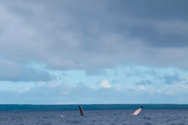 ポリネシアの青い海に沈む2匹のハムバッククジラの尾