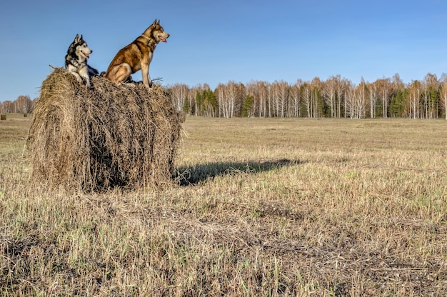 晴れた日のコピースペースで乾いた干し草の山に2匹のハスキー犬