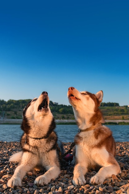 Two Husky dogs howls raising its muzzle upwards