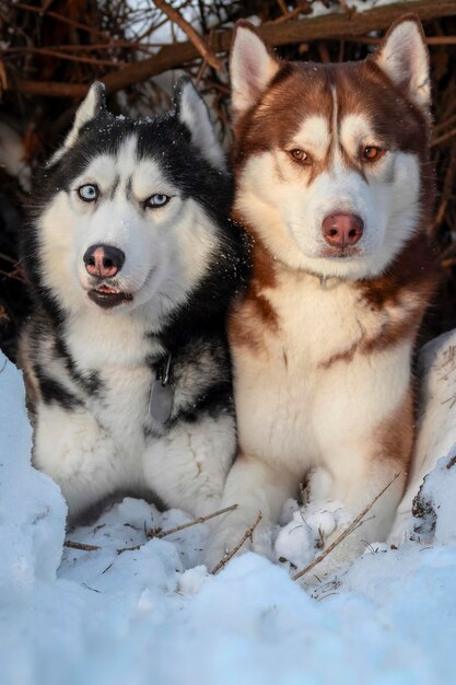 Two husky dogs lie together on snow and look at each other