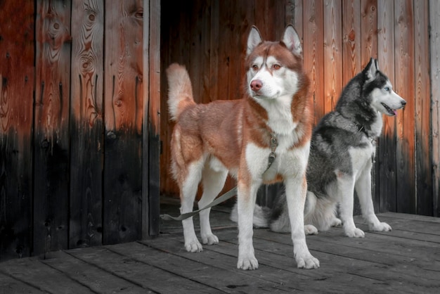 木製の背景に2匹のハスキー犬