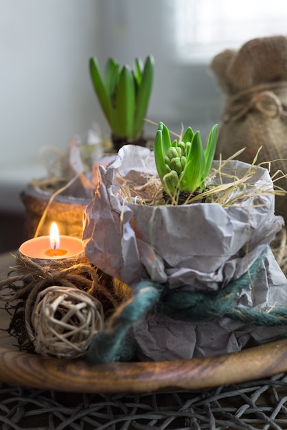 Two hyacinth plants in wrapping paper and a candle