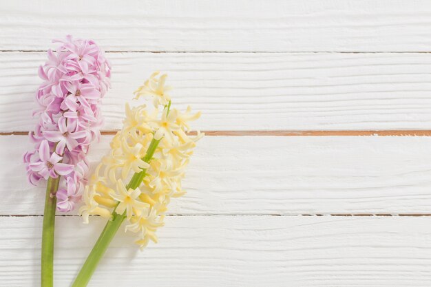 Two hyacinths on white wooden surface