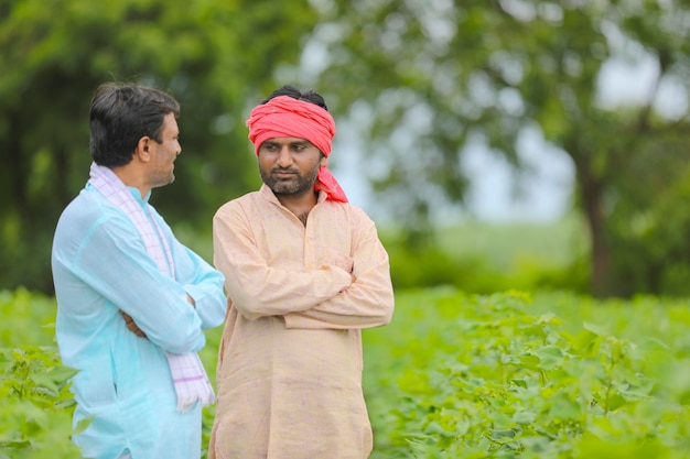 Two indian farmers standing at cotton agriculture field.