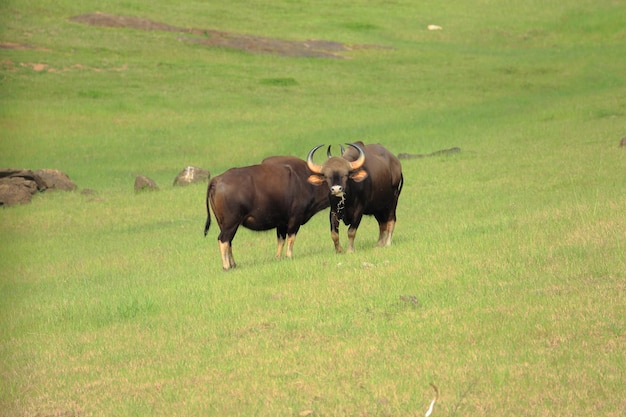 Two Indian wild buffalos in grass field