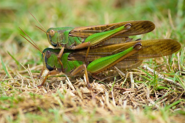 Premium Photo  Two insects or wandering grasshoppers or locusta