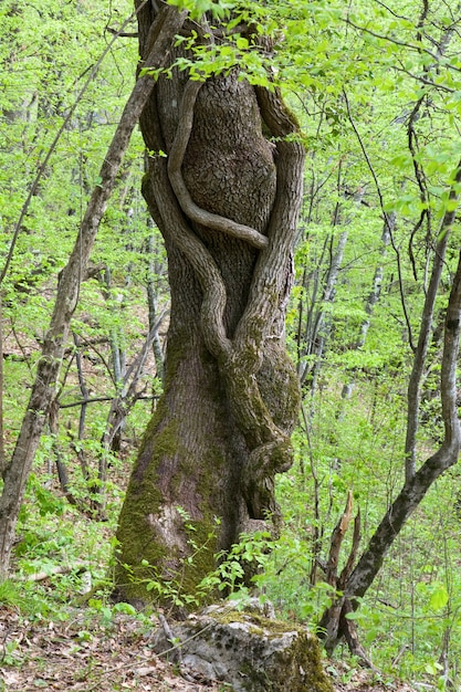 봄 녹색 숲에서 두 얽힌 나무