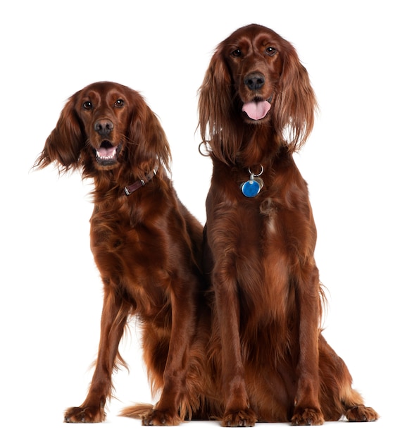 Two Irish Setters sitting