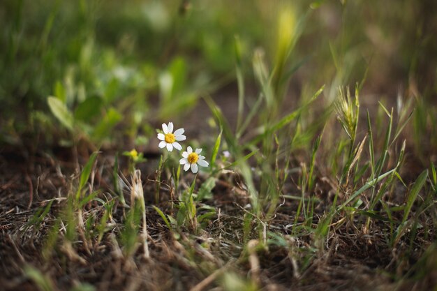 2つの孤立したデイジーの花の公園、被写し界深度