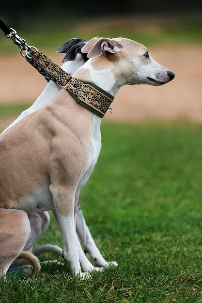 Foto due cani greyhound italiani al guinzaglio nel parco