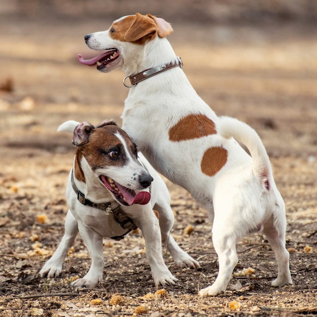 Two Jack Russell Terrier playing in the garden