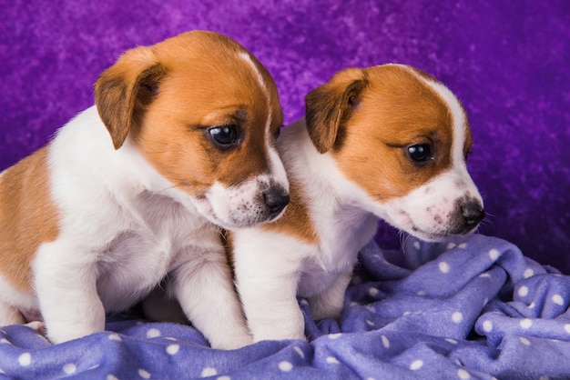 Two Jack Russell Terrier puppies dogs on a purple