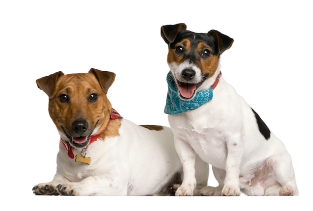 Two Jack Russell Terriers sitting , studio shot