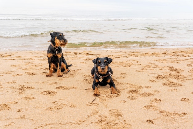 해변에 두 마리의 Jagdterrier 개