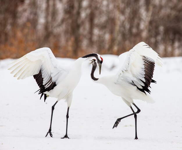 Two Japanese Cranes are standing on the snow