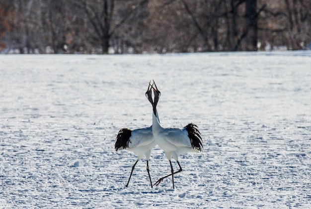 Two Japanese Cranes are standing on the snow