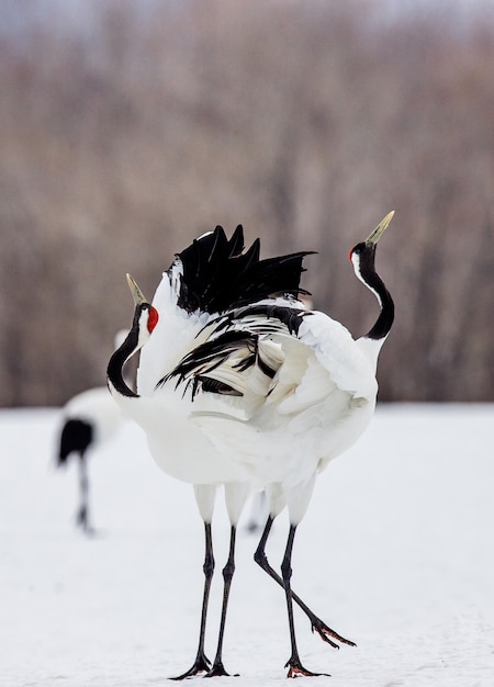 Two Japanese Cranes are standing on the snow