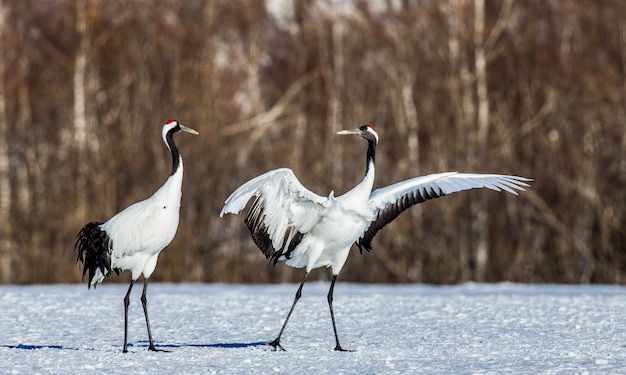 Two Japanese Cranes are walking on the snow