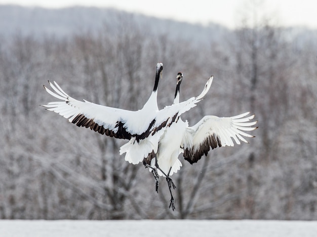 Two Japanese Cranes in flight