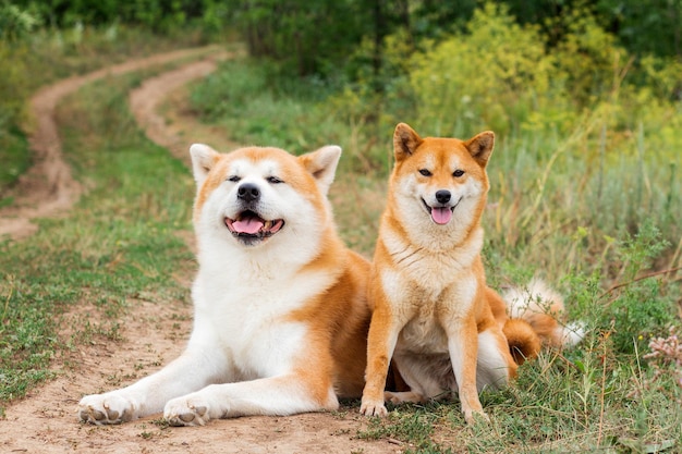 Two Japanese dogs Akita inu and Shiba inu