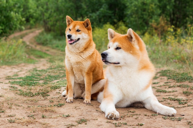 秋田犬と柴犬の2匹の日本犬