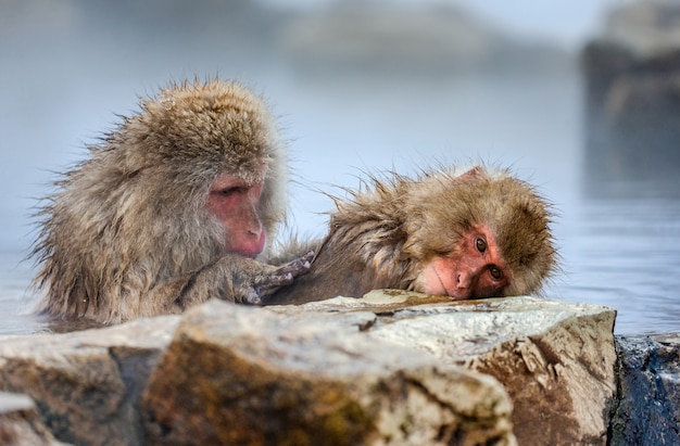 Two Japanese macaques are sitting in water