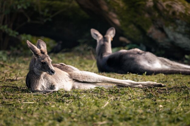 Two kangaroos relaxing in the grass on a sunny day