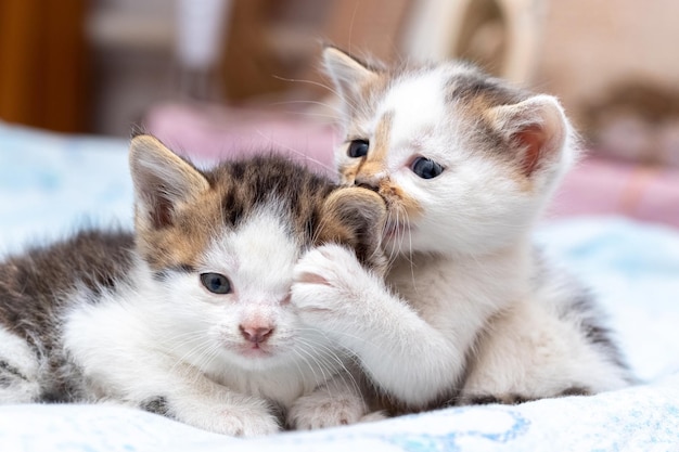 두 마리의 새끼 고양이가 침실 침대에서 놀고 있습니다 한 새끼 고양이가 발로 다른 새끼 고양이의 눈을 가리고 있습니다