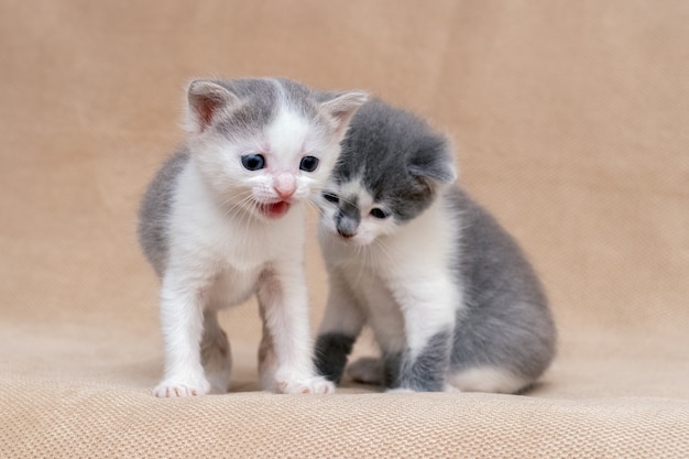 2匹の子猫がソファで遊んでいます