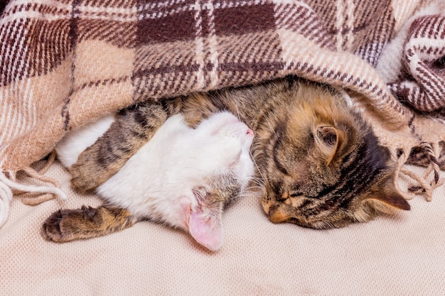 Two kittens, covered with a plaid, lie hugging. Strong sleep 