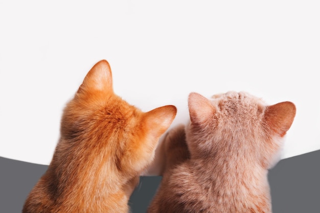 Two kittens looking down on the white background