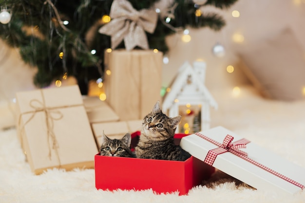 Two kittens looks out from a red gift box.