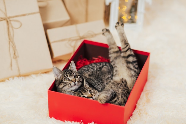 Two kittens lying in red box.