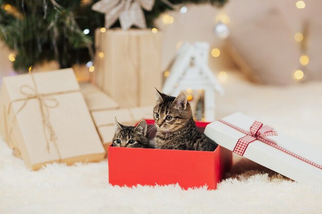 Two kittens in a present box.