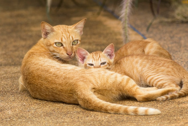 Two kittens sleep next to their mother.