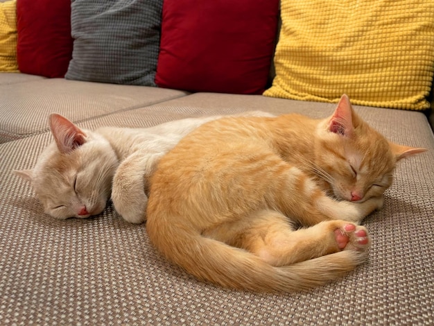 Two kittens sleeping on the sofa