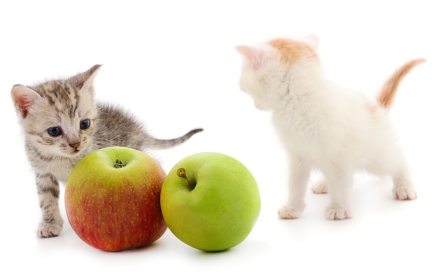 새끼 고양이 두 마리와 사과 두 마리