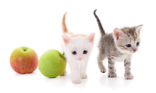 새끼 고양이 두 마리와 사과 두 마리