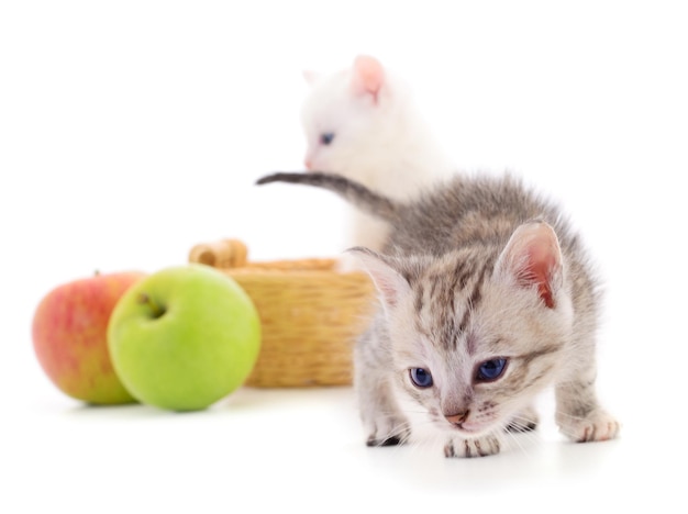 새끼 고양이 두 마리와 사과 두 마리