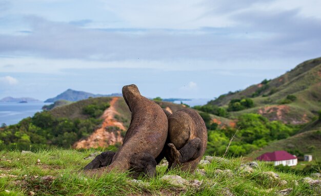 Two Komodo dragons are fighting over a piece of food. Indonesia. Komodo National Park.