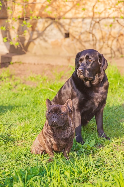 Two labrador dogs and a french bulldog sit on green grass in sunny weather Animals pets on a walk