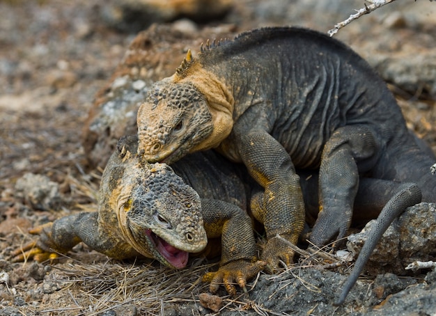 Two land iguanas are fighting with each other