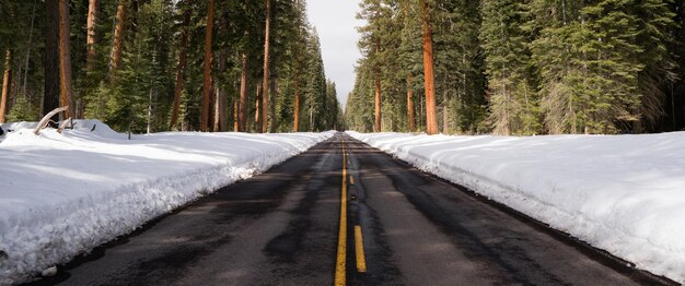 La strada asfaltata a due corsie conduce attraverso l'inverno della foresta